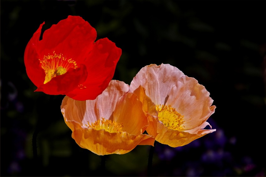HIGHLY COMMENDED.....Patricia Anderson